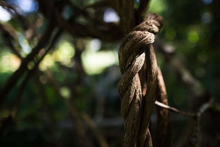 Ayahuasca grows in the jungle
