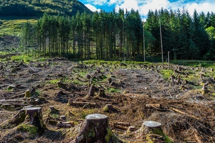 Pine tree forestry exploitation near Glencoe
