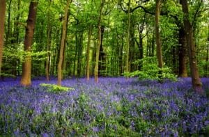 Bluebell flowers in Sherwood Forest, Nottingham