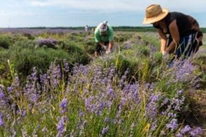 Lavender harvesting for Weleda