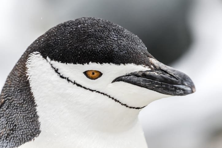 Chinstrap penguins are at risk