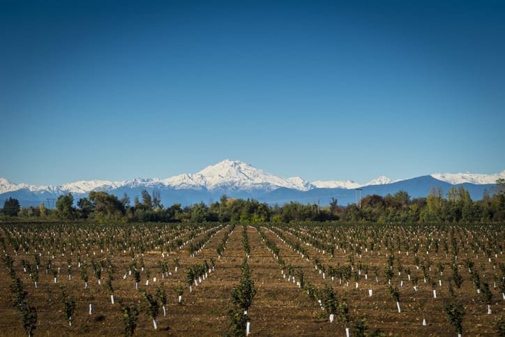 Reforestation in Chile