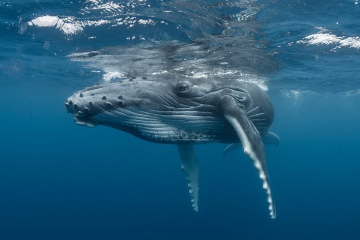 A juvenile humpback whale
