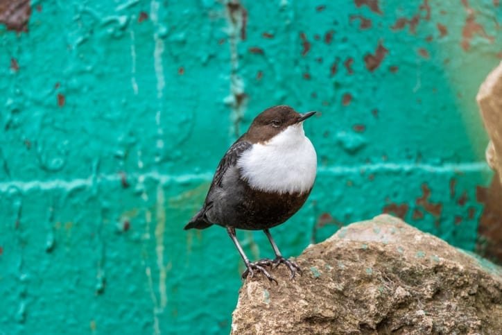 Dippers and microplastics