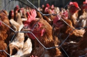 Lobbying for chlorinated chicken