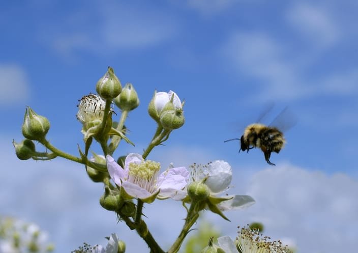 New routes for bees