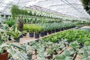 The Year of Plant Health