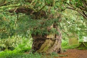 The Beltingham Yew