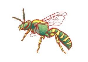 Virescent green metallic bee