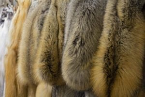 Closing fur farms