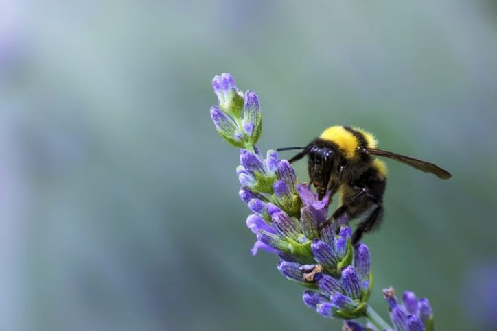 Legal challenge for neonicotinoid