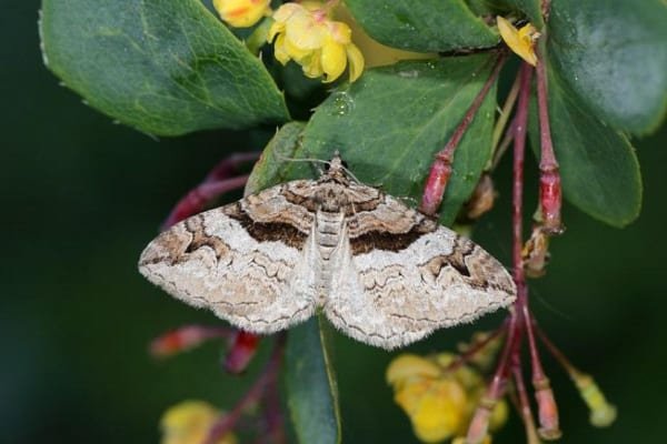 Barberry carpet moth, photo by James Lowen