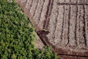 Deforestation for Palm Oil by Bumitama in Indonesia