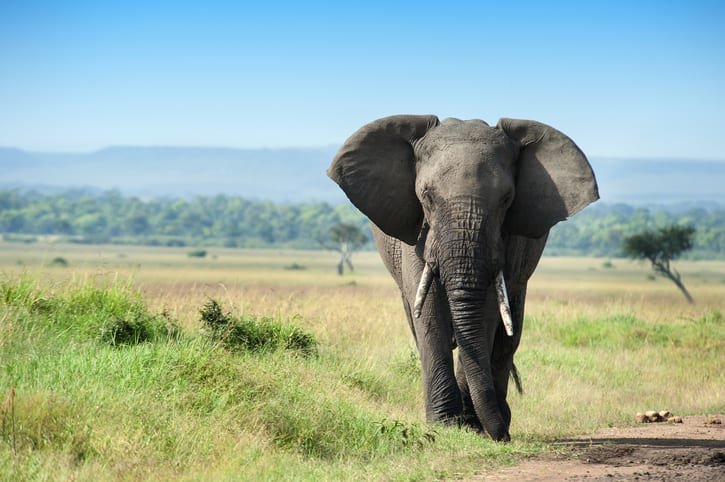 Male elephant in the Masai Mara
