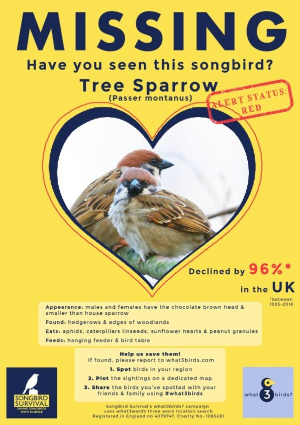 Songbird Survival tree sparrow
