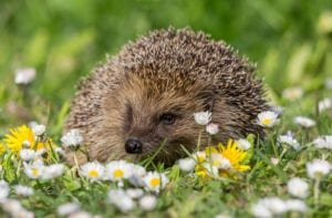 Grow wild to boost biodiversity and nature in your garden