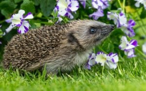 Hedgehog-friendly gardening