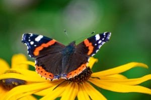 Red admiral on echinacea