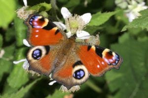 Join the Big Butterfly Count