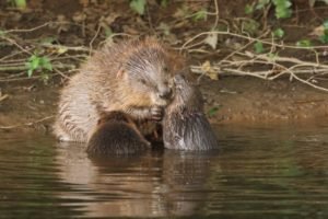 The return of wild beavers?