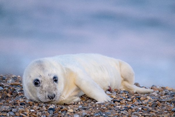 Grey seal pup on the shore at Blakeney Point