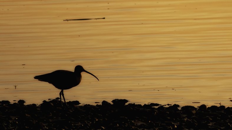 Curlew has been named a top conservation priority