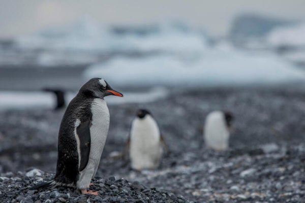 Gentoo penguin on Andersson Island in Antarctica
