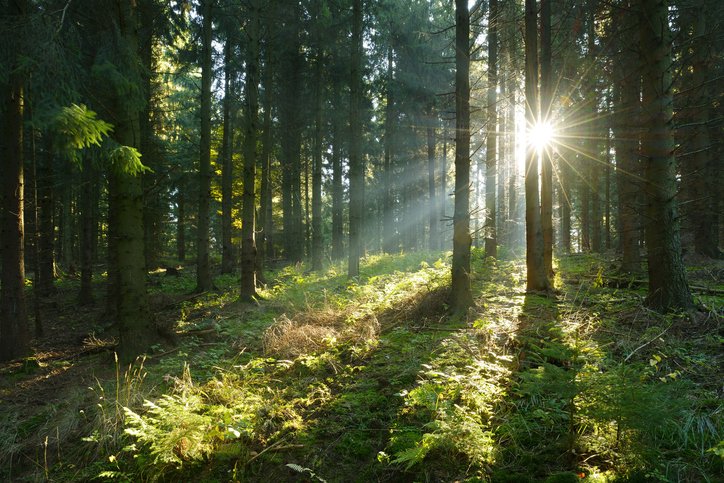 Sunbeams breaking through spruce forest at sunrise