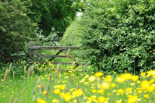 A wildflower meadow with a wooden farm gate leading to a country lane in Kent in springtime