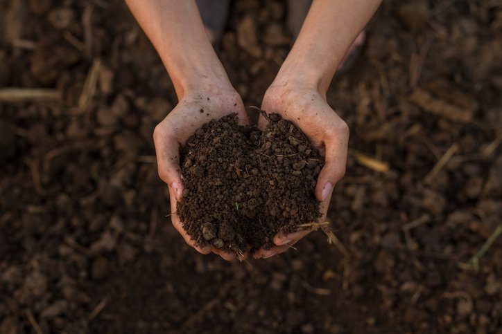 Hands cupped together, holding soil on an organic farm