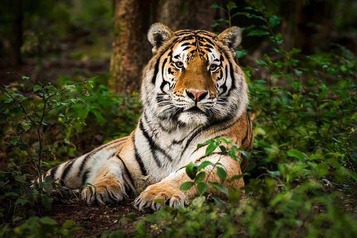Portrait of tiger deep in the forest