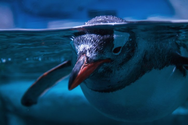 Close-up view of a little gentoo penguin swimming underwater