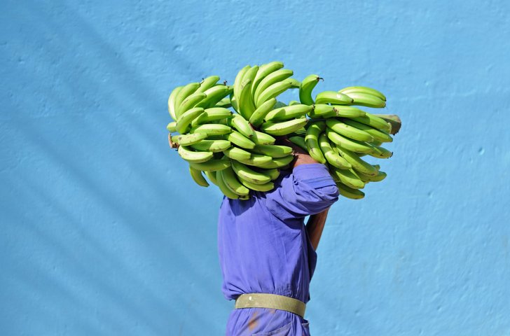 Man carrying a bunch of bananas on his shoulder in Trinidad