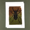 Gift Wild Stag Beetle 3 Pack Greeting Cards