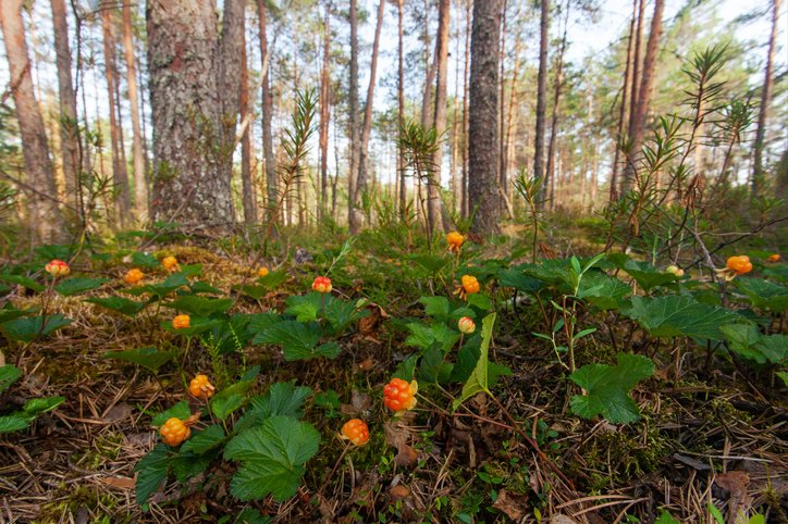 A field of ripe Cloudberries, Rubus chamaemorus in an Estonian bog forest