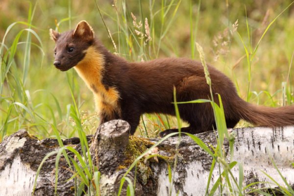 Pine marten in the UK countryside
