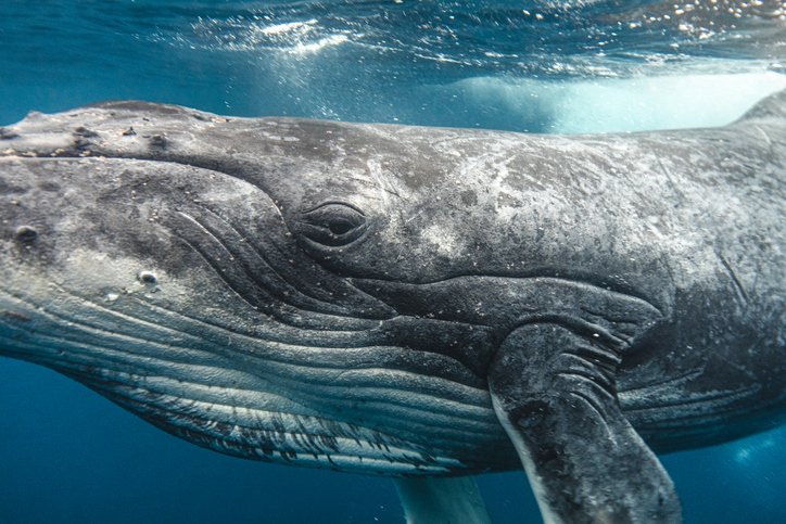 A humpback whale eyeing camera while swimming through clear blue ocean waters