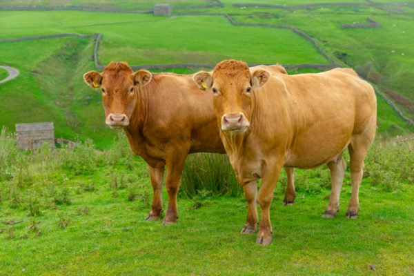 Two beautiful Limousin cows on the high fells near Keld in North Yorkshire, facing forward.