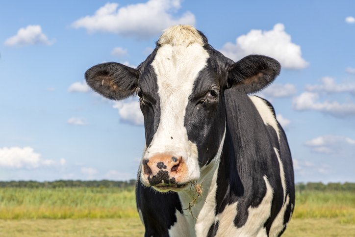 Head of a friendly black and white cow in a pasture