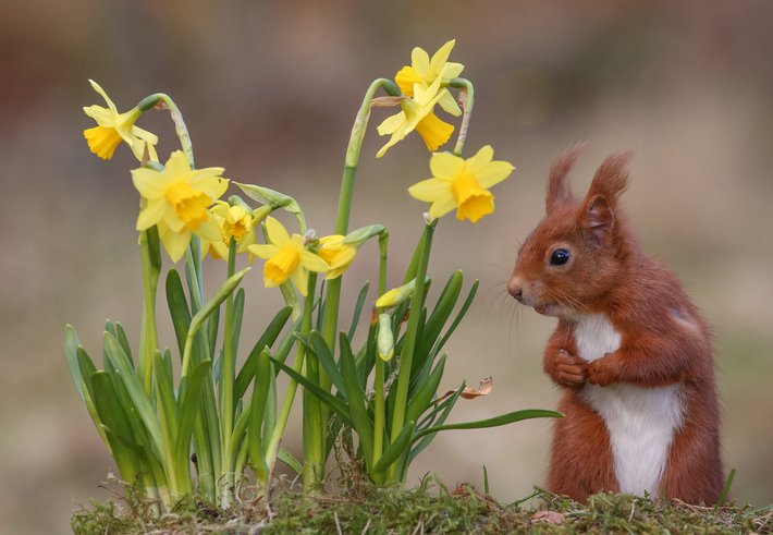 Red squirrel in spring, next to a clump of daffodils