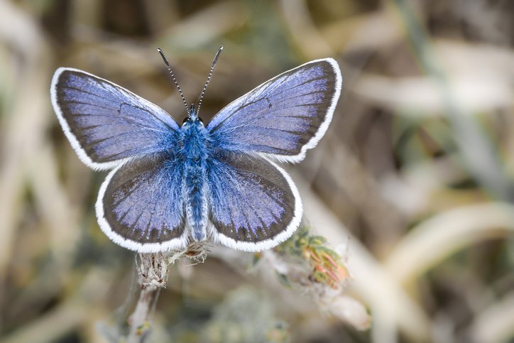 Close-up of a male silver-studded blue butterfly