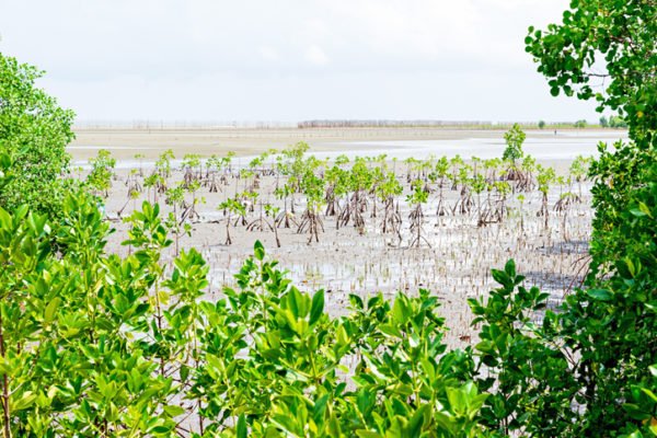 Young mangrove trees planted on the sand beach to restore mangrove forest in Thailand