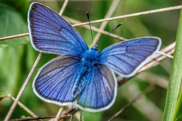 Adonis blue butterfly n a wild meadow flower ready to fly