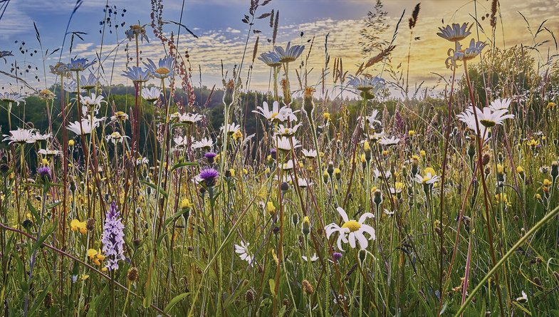 Wild flowers growing in a a hay meadow in the High Weald of Sussex