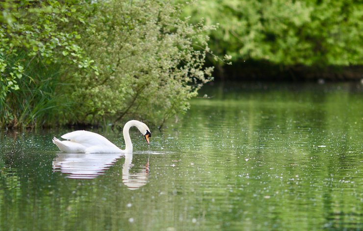 White swan in the Thames near Embers-wood Camping site, Henley