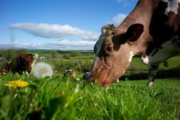 cows grazing in a field on a sunny day