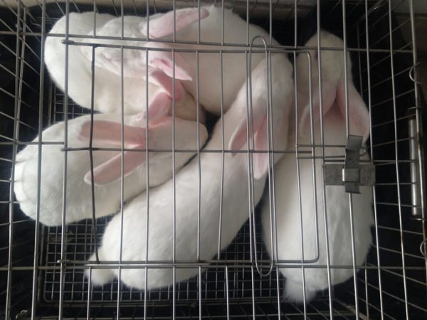 Aerial view of cage with white labrotary rabbits