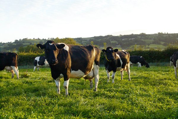 Cows on an organic farm