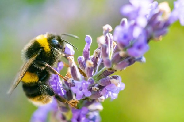 Close-up of a bumble bee on lavender