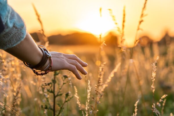 Young woman gently touching grass in a field at sunset